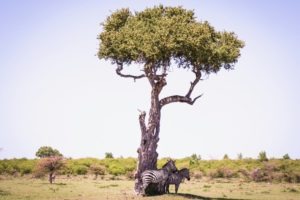 Masai Mara Kenya tree
