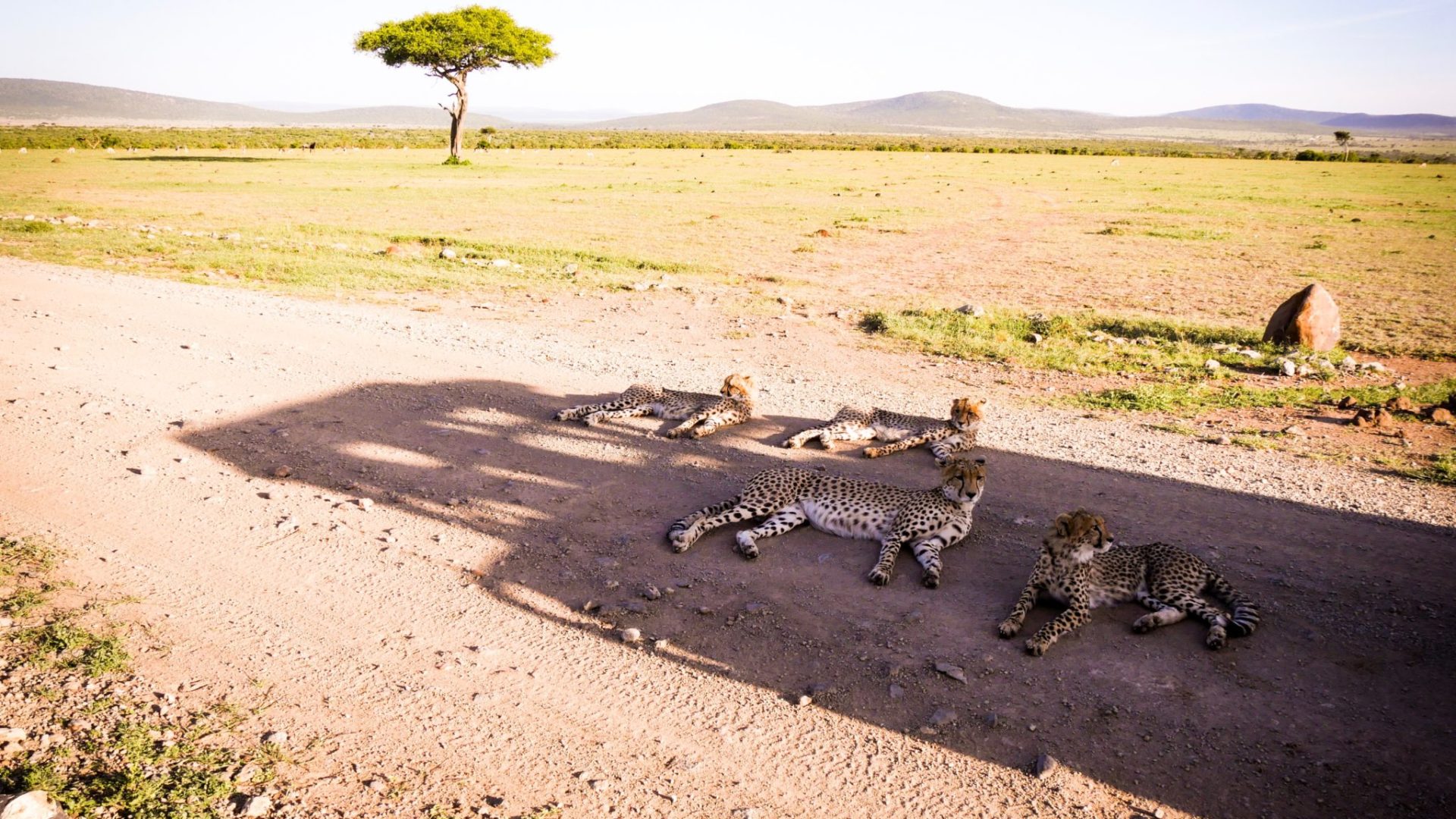 Masai Mara Kenya cheetah