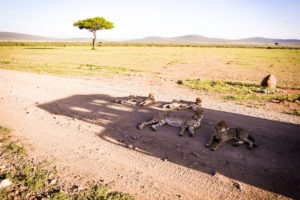 Masai Mara Kenya cheetah