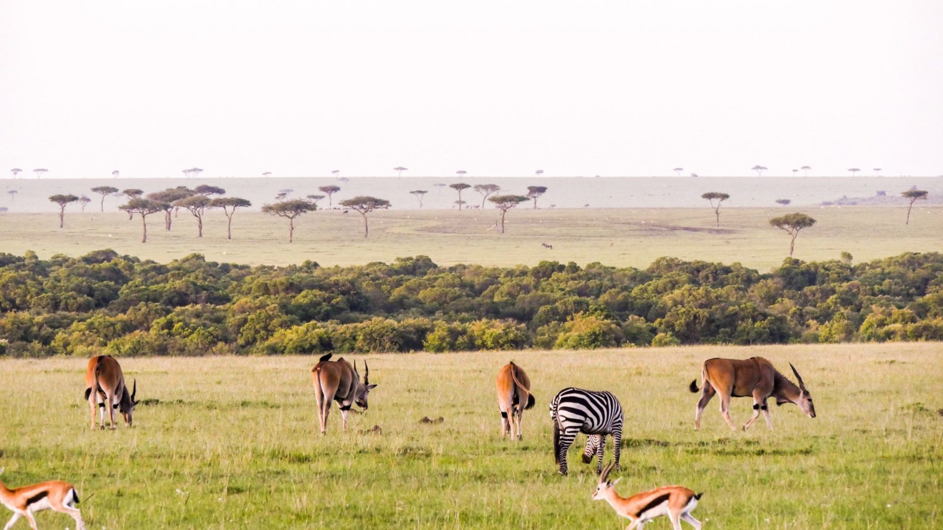 Masai Mara Kenya plain eland