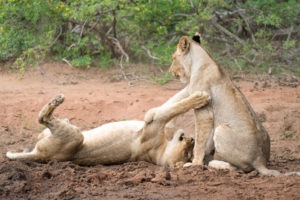 amani safari camp predators