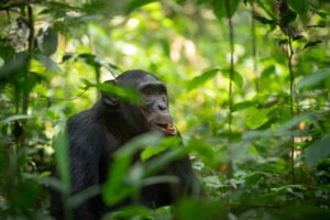 chimpanzee uganda primate trekking eating