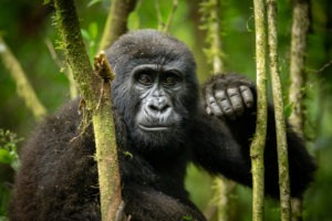gorilla uganda primate trekking tree