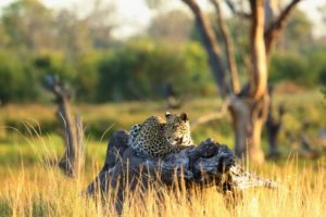 khwai tented camp botswana leopard