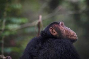 kyambura gorge lodge uganda chimpanzee