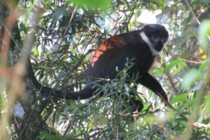rwenzori trekking uganda monkey 1