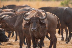 uganda wildlife buffaloes