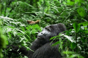 uganda wildlife gorilla silverback