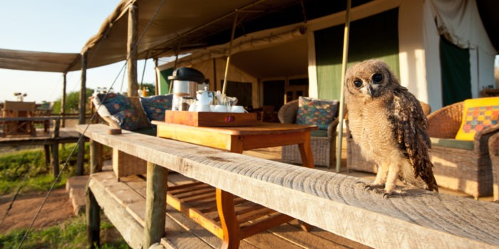 KEN 2018 5HOT Laikipia Wilderness Camp Tea Deck with Owl
