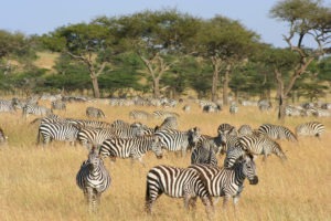 Naboisho Camp zebra migration kenya safari