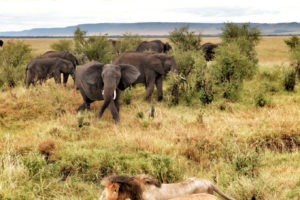 Masai Mara Naboisho Conservancy elephant challenging lion MR