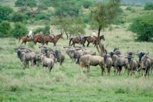 Pferdesafari Migration Ride South Amboseli