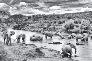 Laikipia Wilderness elephants