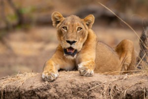 lion luambe zambia photo safari