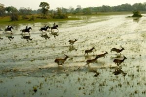 Cover picture gallop with antelopes