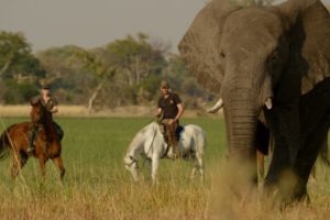 Guides with elephant