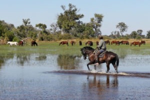 Okavango Delta Mamba and the herd