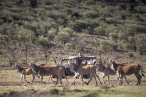 Richards masai mara eland game drive