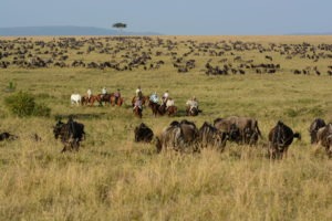 Horse Safari Miles of wildebeest