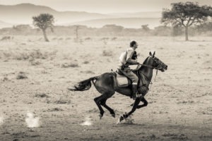 Horse Safari On the gallop