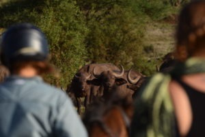 Kilimanjaro Elephant ride 106