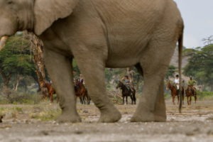 Kilimanjaro Elephant ride 37