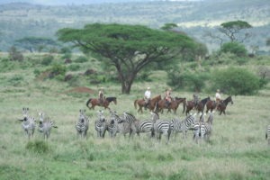 Migration Ride South Amboseli .2008 035
