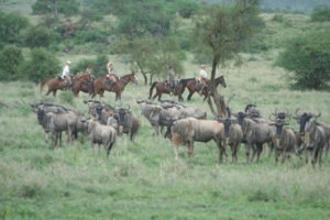 Migration Ride South Amboseli 17.03.2008 032