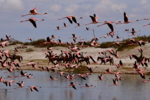 Natron Flamingo Ride Flamingos
