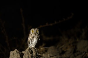 african scops owl zambia