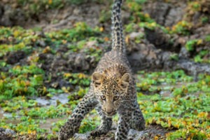 leopard cub luangwa zambia