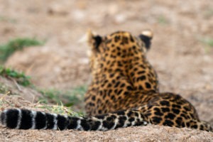 leopard tail luangwa valley zambia