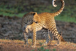 leopard zambia luangwa