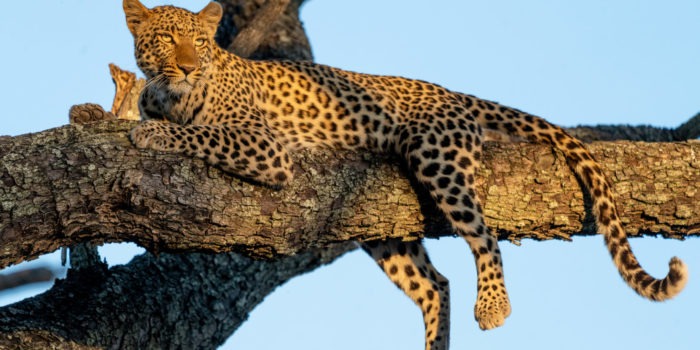 leopard moremi botswana photosafari gesa frank