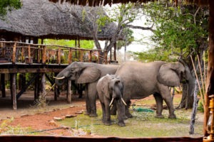 Camp elephants 6