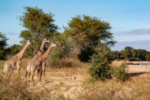 Giraffe Kasikizi Camp
