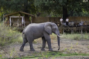 flatdogs camp south luangwa zambia elephant