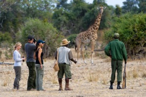flatdogs camp south luangwa zambia walking safari giraffe