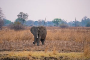 kasikizi camp zambia elephant