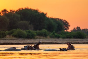 kasikizi camp zambia hippo sunset photography
