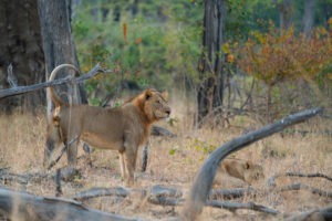 kasikizi camp zambia lions