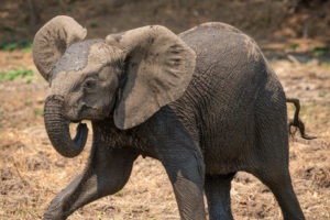 tusk and mane lower zambezi elephant calf