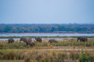 tusk and mane lower zambezi landscape