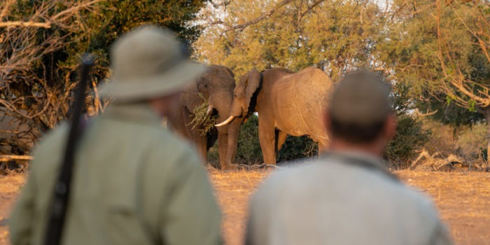 walking safari gonarezhou guests elephants zimbabwe