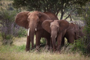 Loisaba Tented Camp wildlife elephant family c Silverless