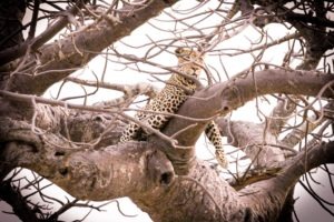 Ruaha leopard baobab