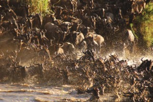Ubuntu Migration Camp North Mara River Crossing Serengeti