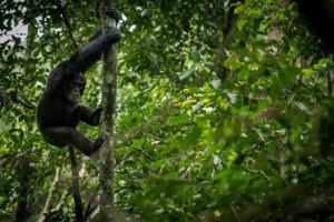 crater safari lodge uganda chimp tree