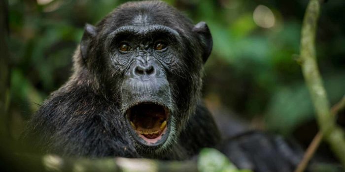 crater safari lodge uganda chimpanzee mouth open