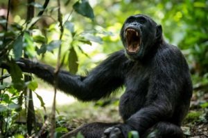 crater safari lodge uganda chimpanzee teeth